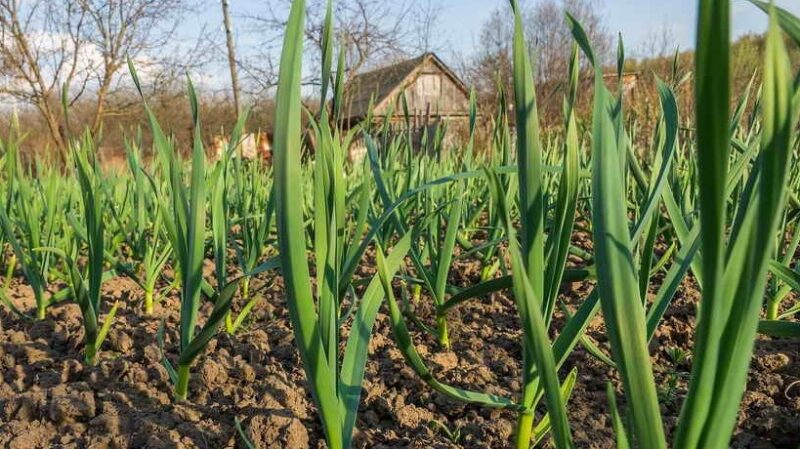 Уборка озимого чеснока: Секреты успешного сбора и хранения