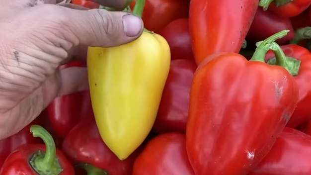 Подвешивание кустов болгарского перца: секреты и советы