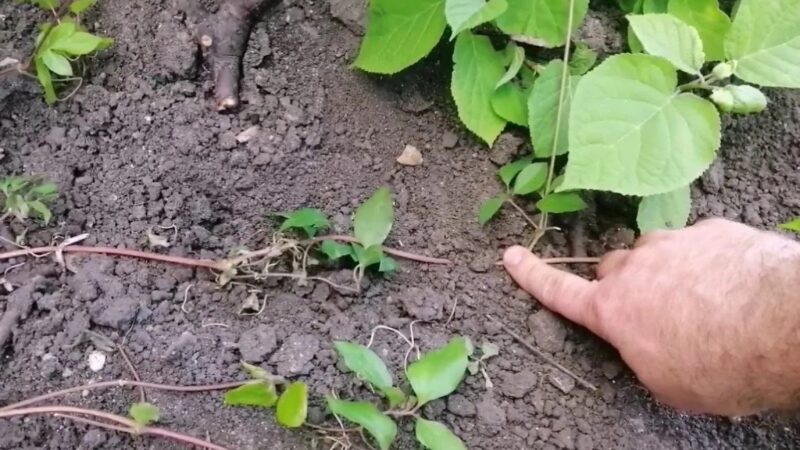 Размножение клематиса отводками: 3 простых условия для живой стены за лето