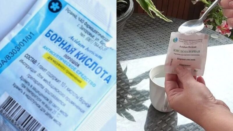 Кабачки цветут пустоцветом: 2 способа получить завязи за 5 дней