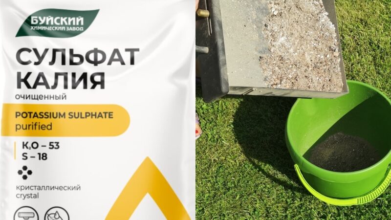 Огурцы желтеют по краю листа: как вернул завязь за 6 дней