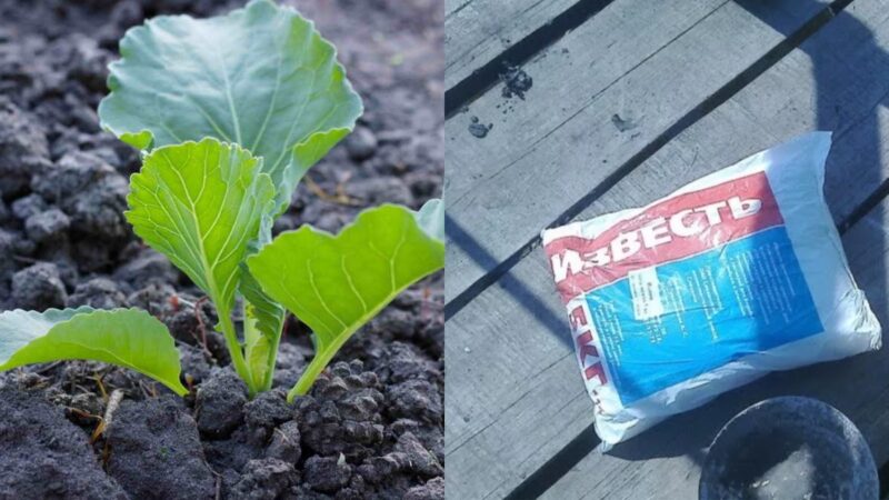 Точная дозировка извести для капусты: 1 стакан на ведро решает проблему кочанов
