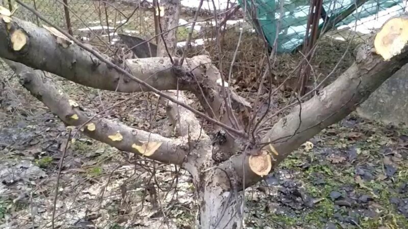 Зря я срезал волчки на яблоне: через 2 года остался почти без урожая