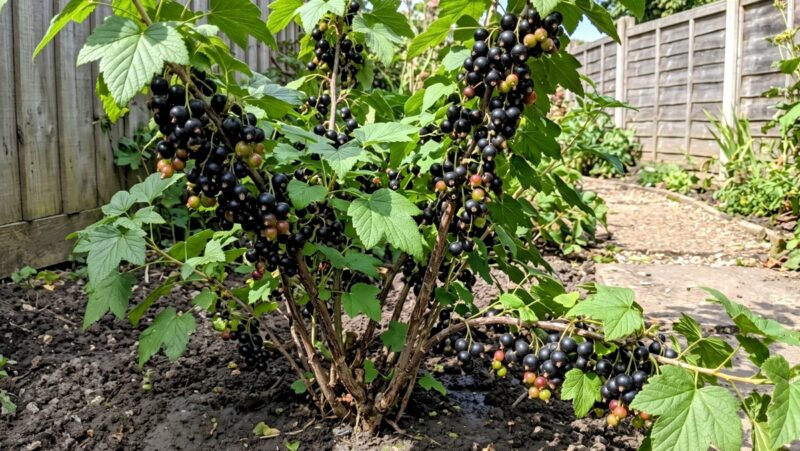 Черная смородина: 4 привычных приема, которые срезают урожай ведрами
